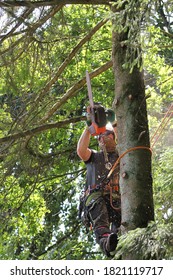 Professional Tree Climber In The Dry Spruce