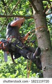 Professional Tree Climber In The Dry Spruce