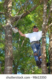 Professional Tree Man Trimming Oak Tree