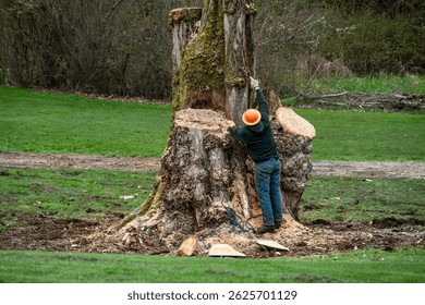 Professional tree removal crew supervisor standing on the ground, at the base of a cottonwood tree being removed, in orange hard hat pointing up talking to the logger doing the cutting
