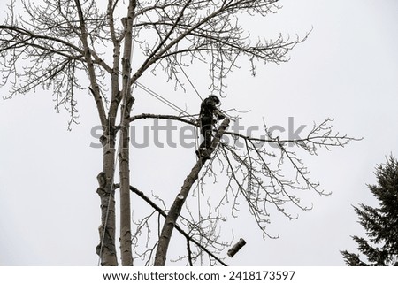 Professional tree removal, worker high up in a cottonwood tree with chainsaw cutting a chunk off a large branch

