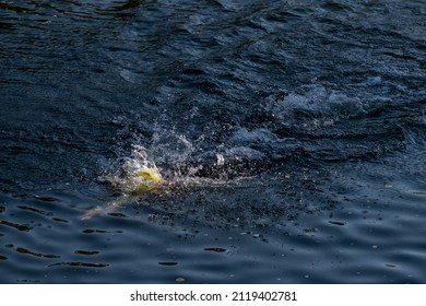 Professional Triathlete Swimming In River's Open Water.