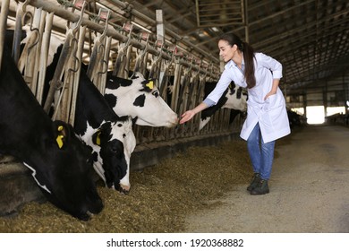 Professional Veterinarian And Cows On Farm. Animal Husbandry