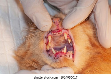 Professional Veterinarian Examining Cat's Teeth In Clinic. The Cat Has Diseased Teeth And Gums (concept Veterinary Stomatology, Pet Care)