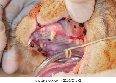 Professional Veterinarian Examining Cat's Teeth In Clinic. The Cat Has Diseased Teeth And Gums 