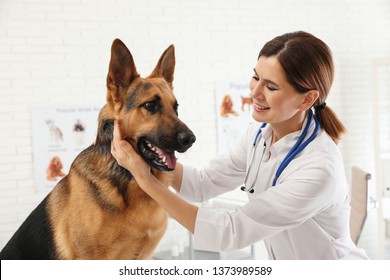 german shepherd vet