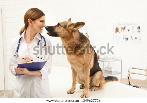 german shepherd vet