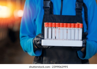 Professional veterinarian of ranch hold test tube for examining blood and health of cow farm. Vet doctor of livestock cattle.