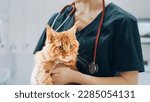 Professional Veterinarian with Stethoscope Holding a Red Maine Coon in a Contemporary Medical Veterinary Clinic Facility. Young Female Vet Looking at Camera and Smiling
