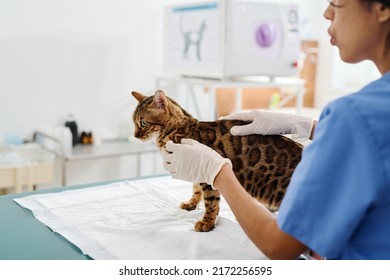 Professional Veterinarian Working With Bengal Cat In Exam Room In Clinic Palpating Its Body And Checking Skin