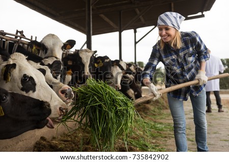 professional Young woman taking care of cows in cows barn