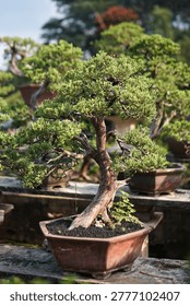 A professionally styled juniper bonsai tree with a gracefully curved trunk and dense green foliage