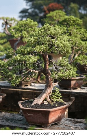 A professionally styled juniper bonsai tree with a gracefully curved trunk and dense green foliage