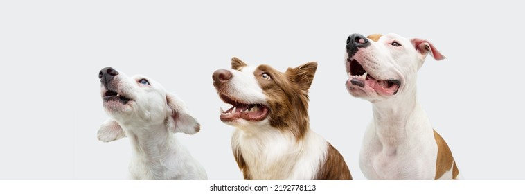 Proffile three dogs looking away in a row. Isolated on white or gray background