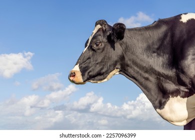 Profil cow portrait, a calm mighty mature milker head and a blue sky background - Shutterstock ID 2257096399