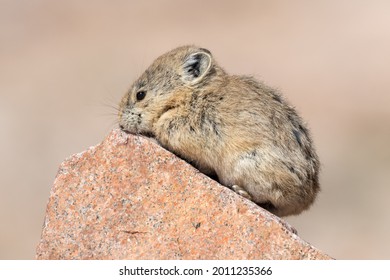 Profile of an American Pika sitting on a rock