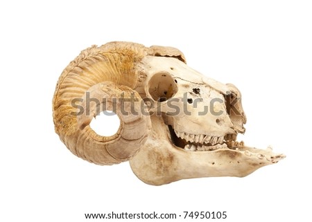 Profile of animal skull with big horn isolated isolated on white