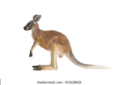 Profile Of A Baby Red Kangaroo On A White