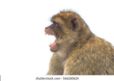 Profile Of A Barbary Macaque Monkey With Open Mouth Isolated Against White