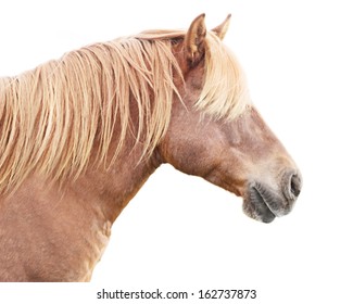 Profile of beautiful horse with golden mane.