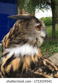 Profile Of A Beautiful Owl With Huge, Glassy Orange Eyes And Soft Feathers.