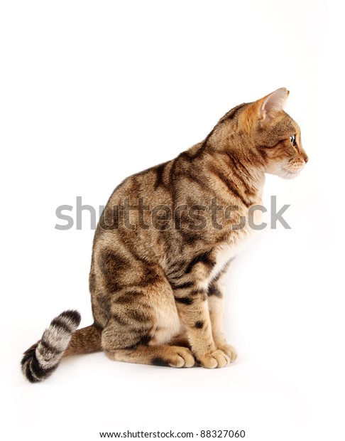 Profil D Un Chat Du Bengale Sur Photo De Stock Modifiable 7060