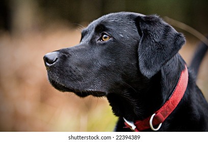 Profile Of Black Labrador In Countryside