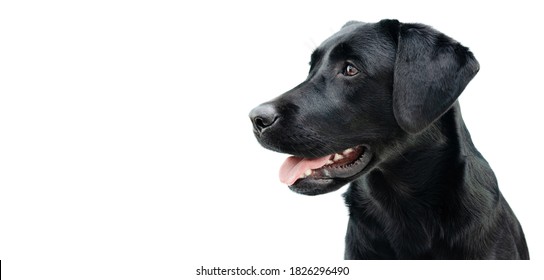 Profile Black Labrador Puppy Dog, Isolated On White Background.