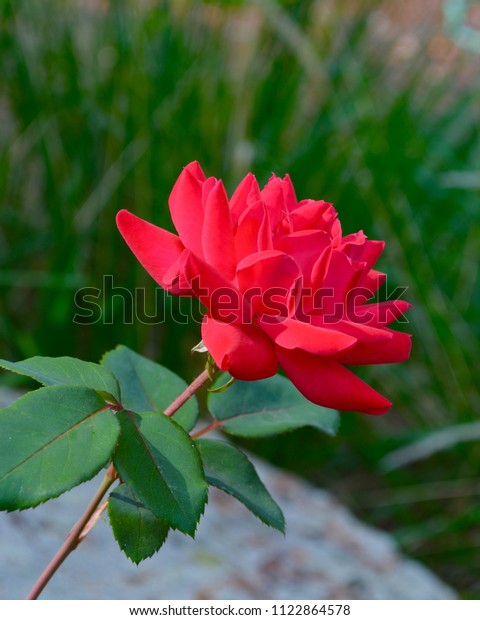 Profile Blooming Red Rose Stock Photo Edit Now 1122864578