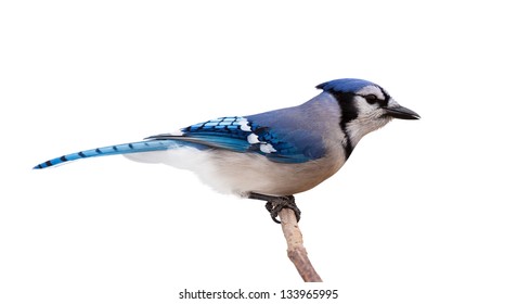 3,775 Bluejay Images, Stock Photos & Vectors | Shutterstock