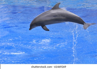 Profile Bottlenose Dolphins (Tursiops Truncatus) Jumping Up Out Of Water