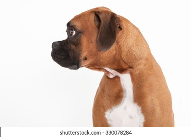 Profile Of A Boxer Dog