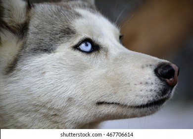 Profile Breed Husky Dog Head Close-up Of Gray Color 