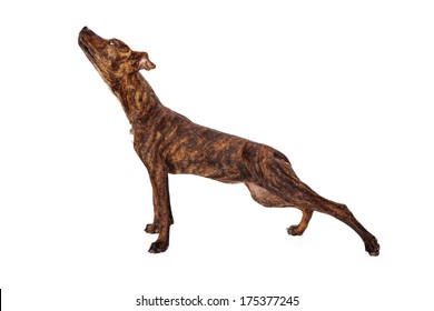 Profile Of A Brindle Mixed Breed Dog Stretching On White Background.