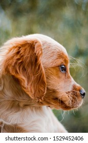 Profile Of A Brittany Puppy