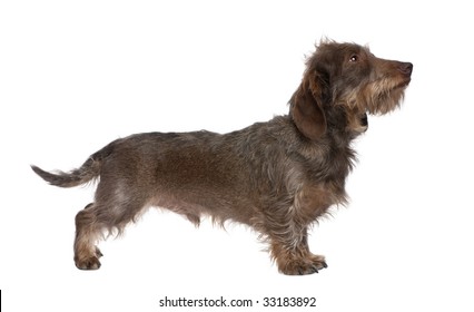 profile of a Brown Wire-haired dachshund looking up (3 yeras old) in front of a white background