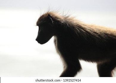 profile of chacma baboon or Cape baboon, Papio ursinus, Cape Point, South Africa