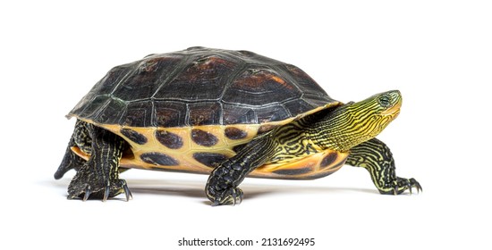 4,676 Turtle stripes Images, Stock Photos & Vectors | Shutterstock