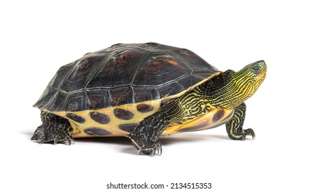 3,400 Chinese turtle Stock Photos, Images & Photography | Shutterstock