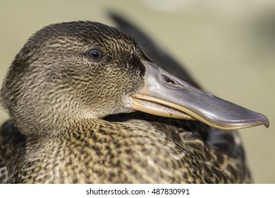 Profile Close Female Northern Shoveler Shoveller Stock Photo 487830991 ...