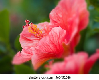 Profile Closeup Of A Pink Hibiscus With A Very Soft Background In Boca Raton FL