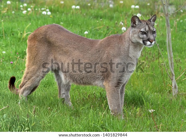 Cougar Puma Concolor Biggest Cat 