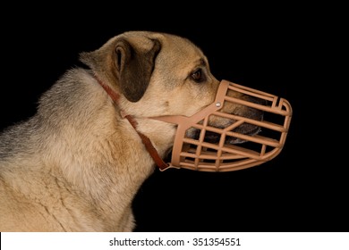 Profile Of A Crossbreed Dog Wearing A Plastic Basket Dog Muzzle. 
Horizontal Studio Image With A Black Background.