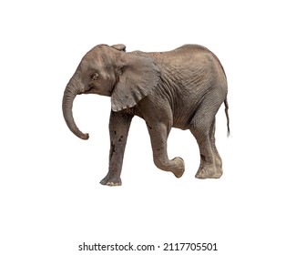 Profile Of A Cute Baby Elephant Calf Walking. Isolated On White. 