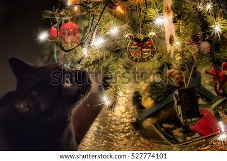 profile of cute black cat looking at christmas tree lights and decorations - Black Cat Christmas Tree Decoration profile of cute black cat looking at christmas tree lights and decorations - Black Cat Christmas Tree Decoration