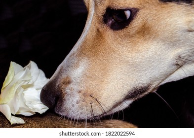 Profile Of Cute Mixed Breed Dog Sniffing Flower