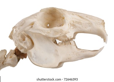 Profile Of Cutout Of Rodent Skull With Jagged Teeth