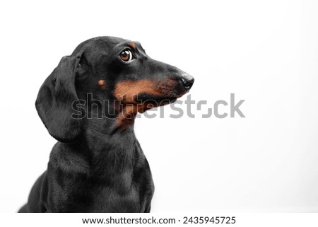 Profile of dachshund dog, funny puppy posing at photo shoot, obediently frozen, looking to side with sly glance, peeking curiously, eavesdropping on secret Raising puppy, endurance training, stance