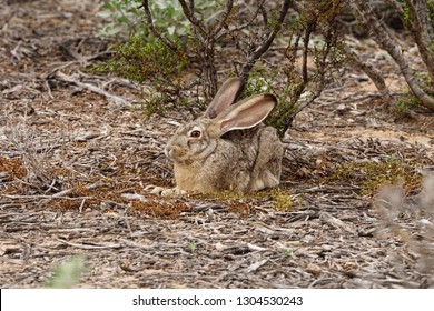 Profile Of The Desert Blsck Tailed Jackrabbit With Their Large Eyes And Jaw