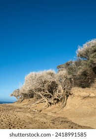 Profile of a Dry Beach on a Hill with Blue Sky and  Ocean Backdrop.